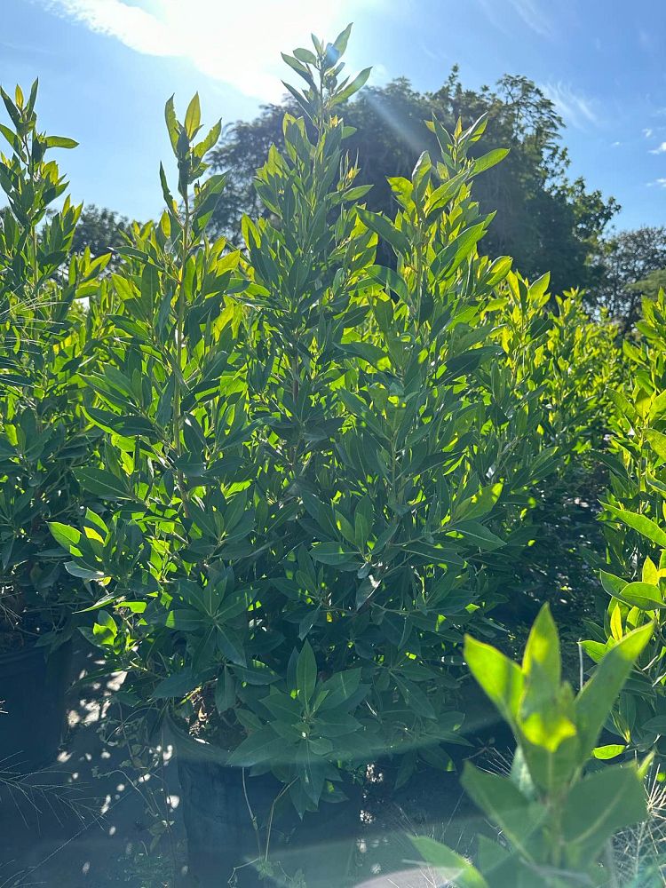 conocarpus-erectus-green-buttonwood