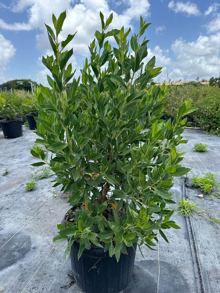 conocarpus-erectus-green-buttonwood