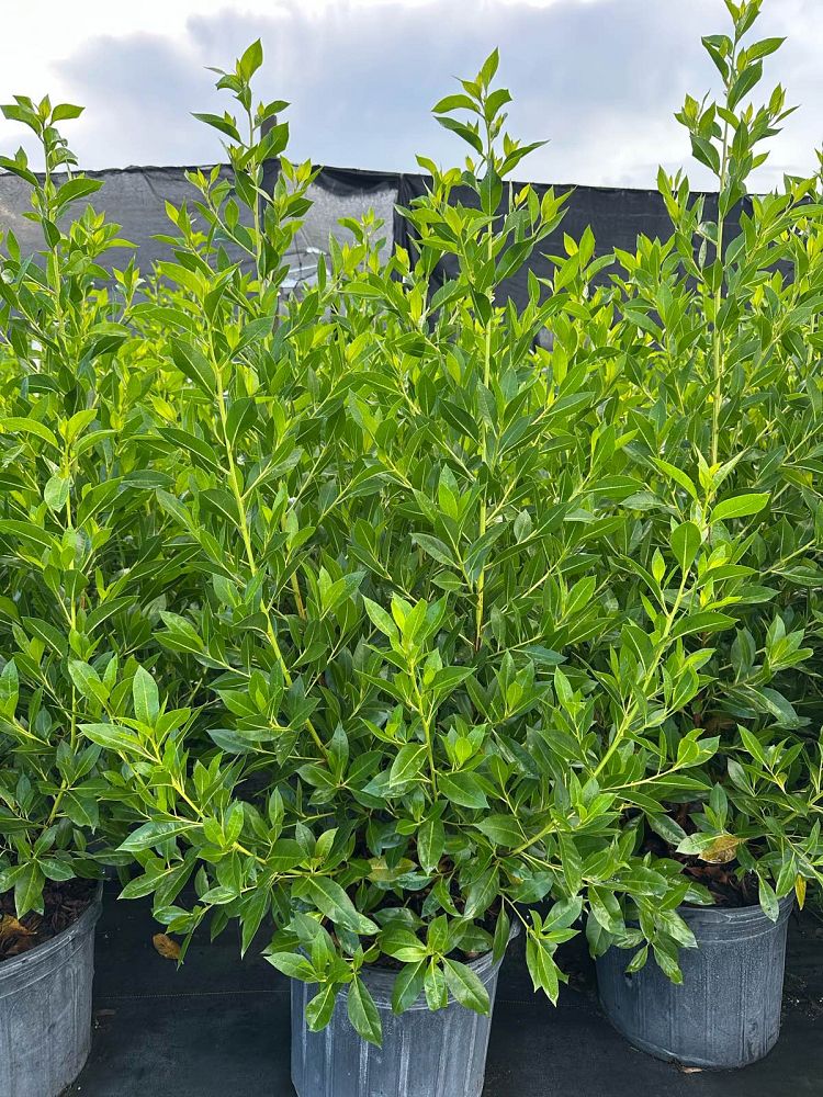 conocarpus-erectus-green-buttonwood