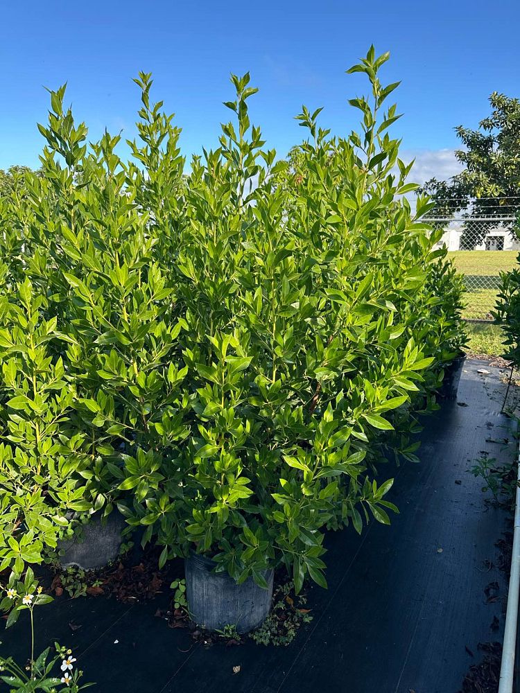 conocarpus-erectus-green-buttonwood