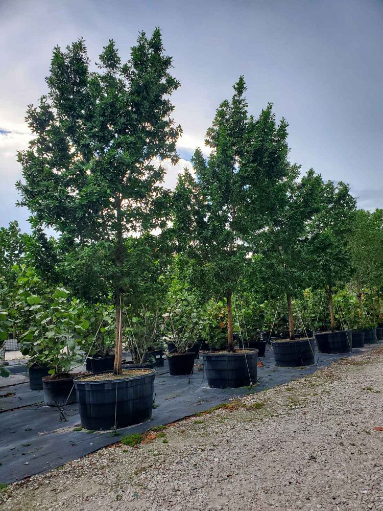 conocarpus-erectus-green-buttonwood