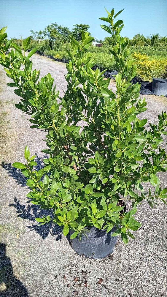 conocarpus-erectus-green-buttonwood