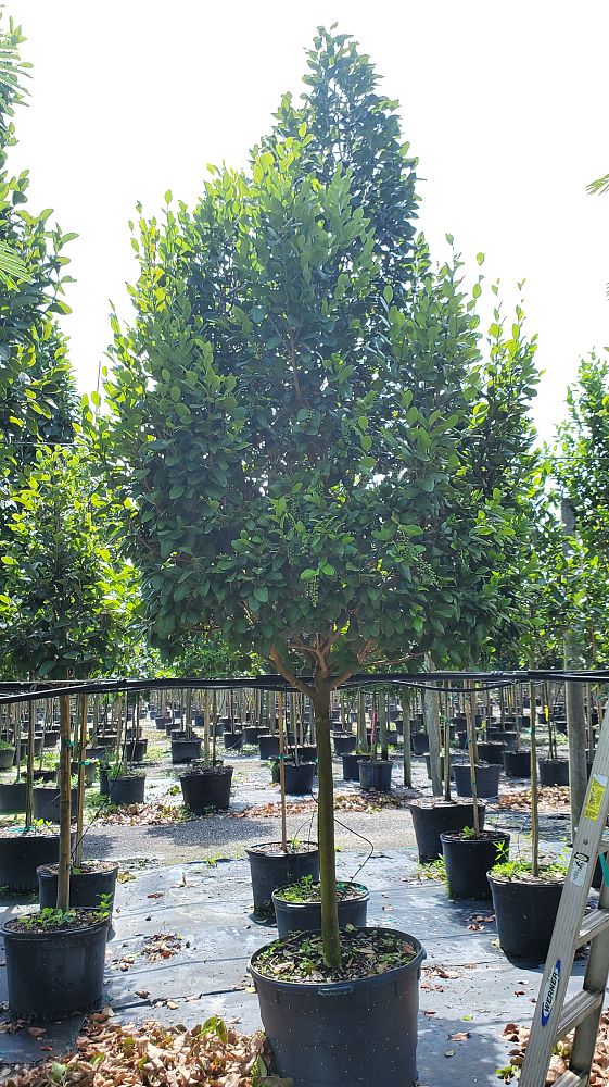conocarpus-erectus-green-buttonwood