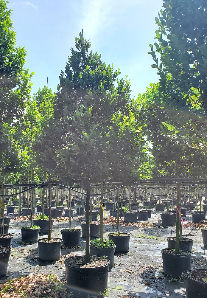 conocarpus-erectus-green-buttonwood