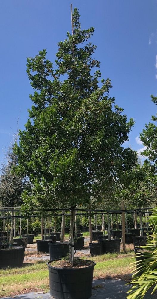 conocarpus-erectus-green-buttonwood