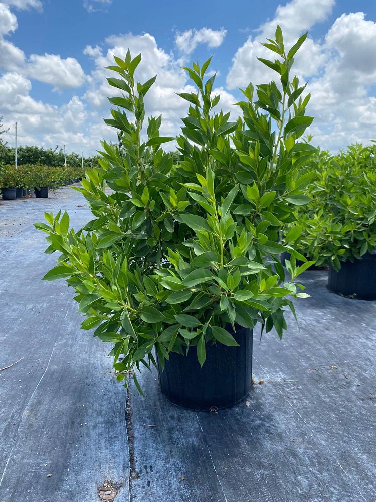 conocarpus-erectus-green-buttonwood