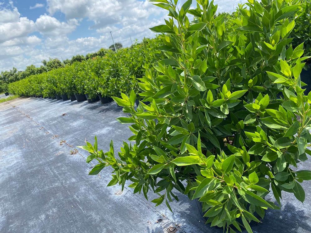 conocarpus-erectus-green-buttonwood