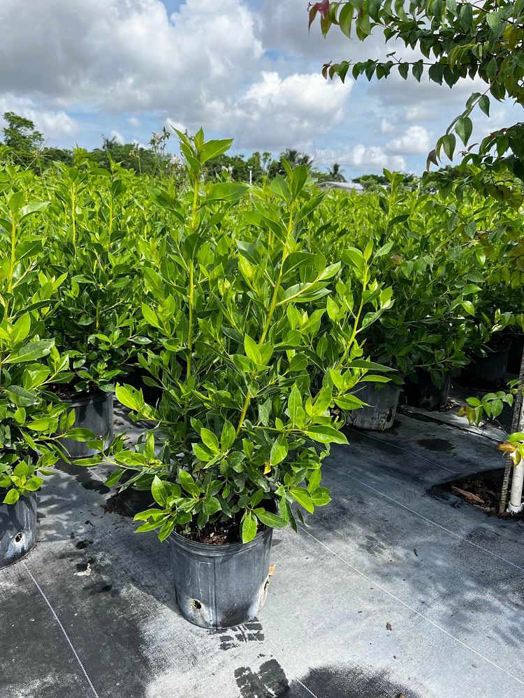 conocarpus-erectus-green-buttonwood