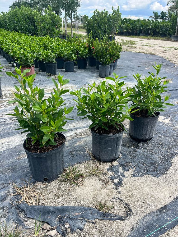 conocarpus-erectus-green-buttonwood