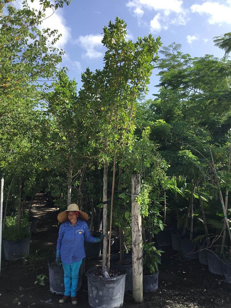 conocarpus-erectus-green-buttonwood