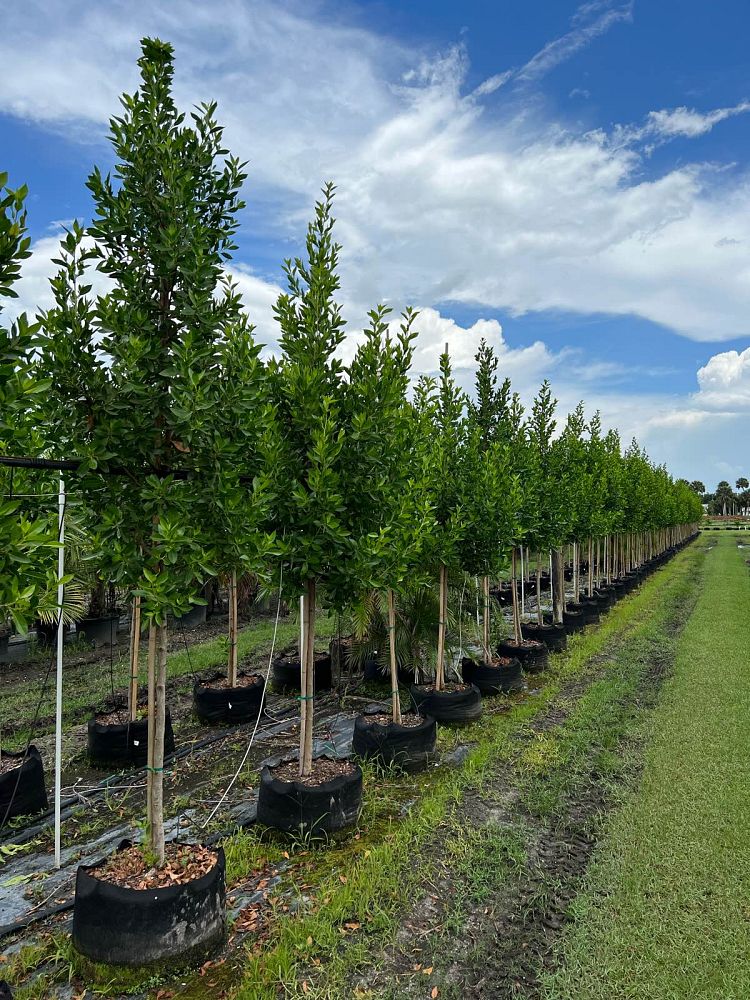 conocarpus-erectus-green-buttonwood
