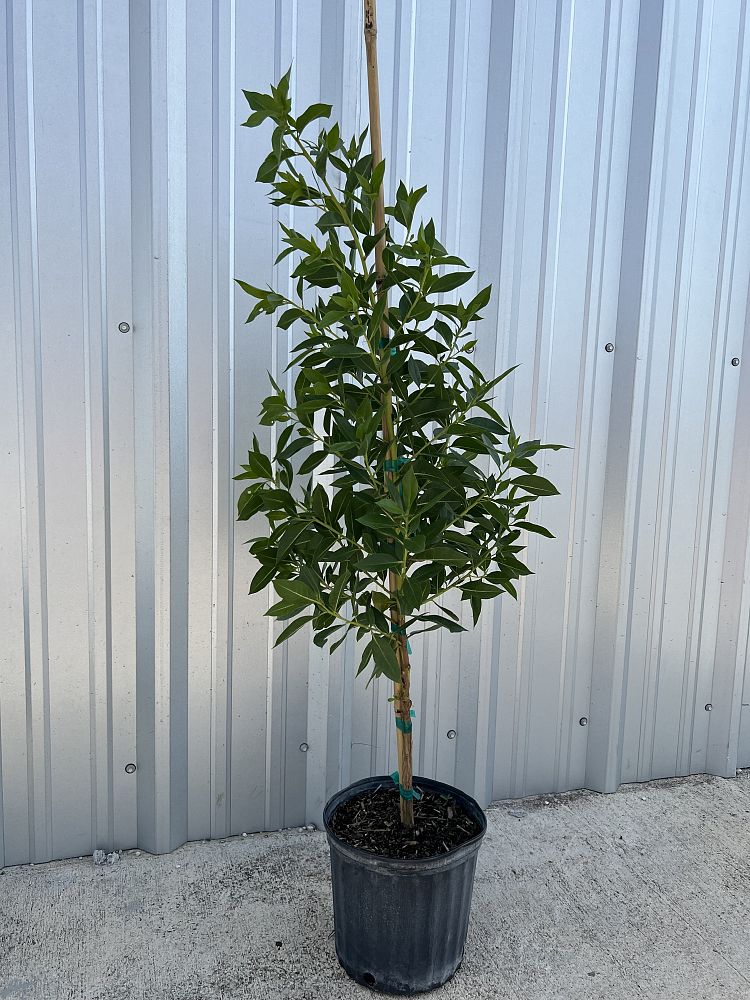conocarpus-erectus-green-buttonwood