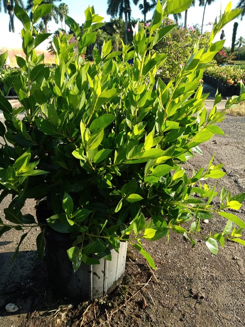 conocarpus-erectus-green-buttonwood