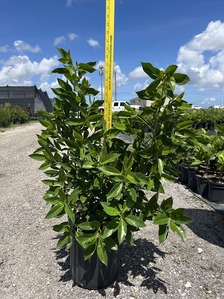 conocarpus-erectus-green-buttonwood