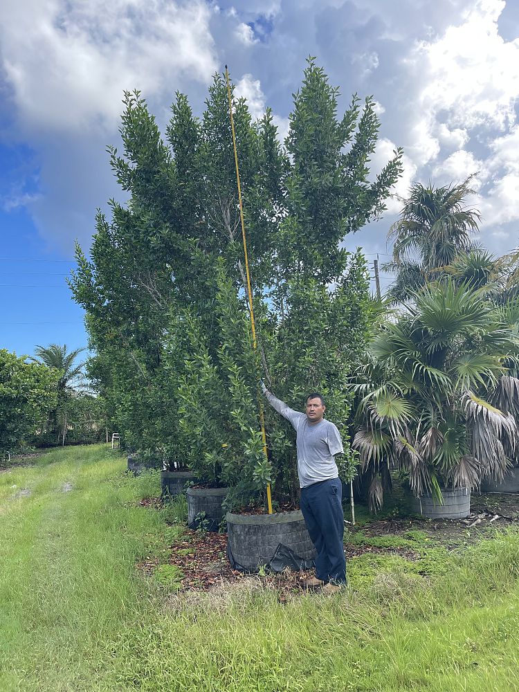 conocarpus-erectus-green-buttonwood