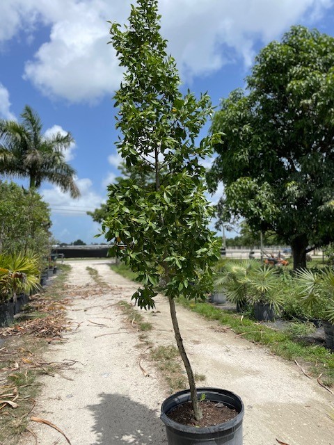 conocarpus-erectus-green-buttonwood