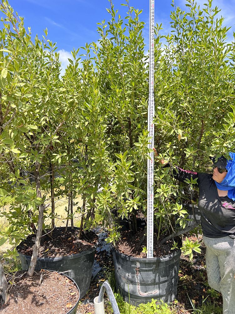 conocarpus-erectus-green-buttonwood