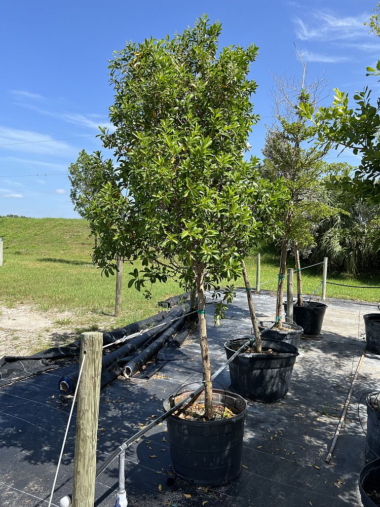 conocarpus-erectus-green-buttonwood