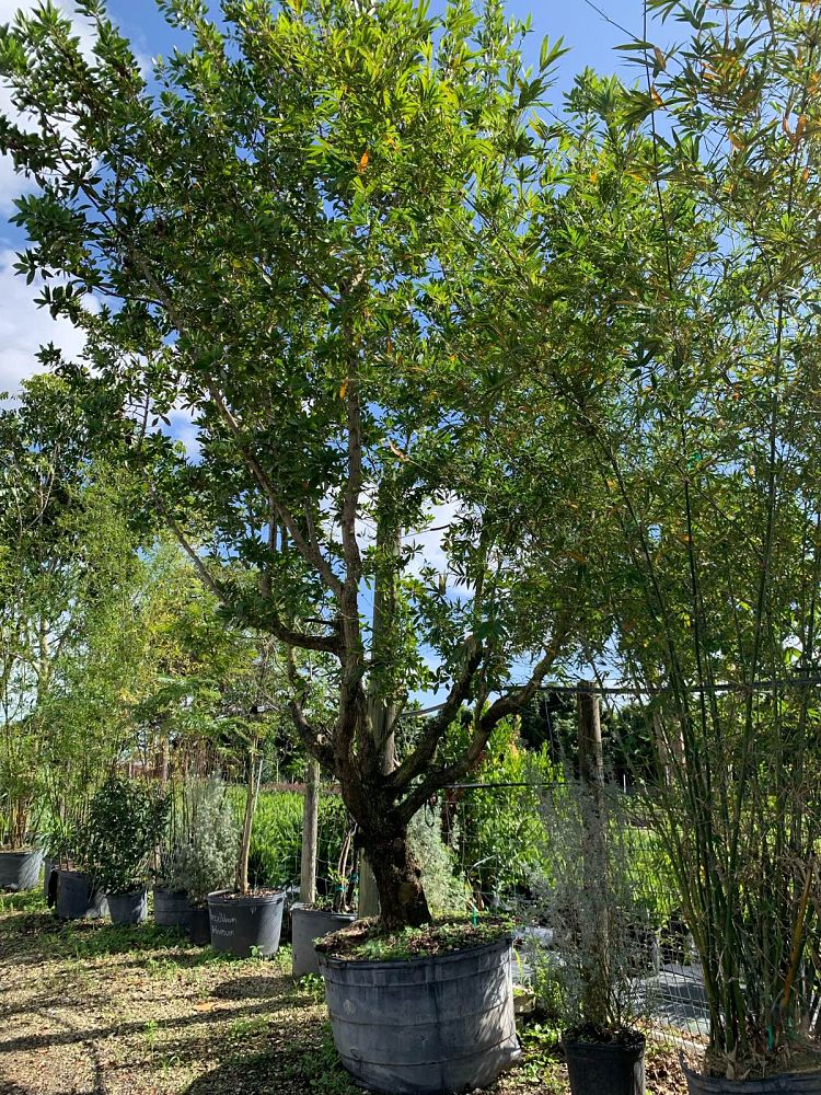 conocarpus-erectus-green-buttonwood