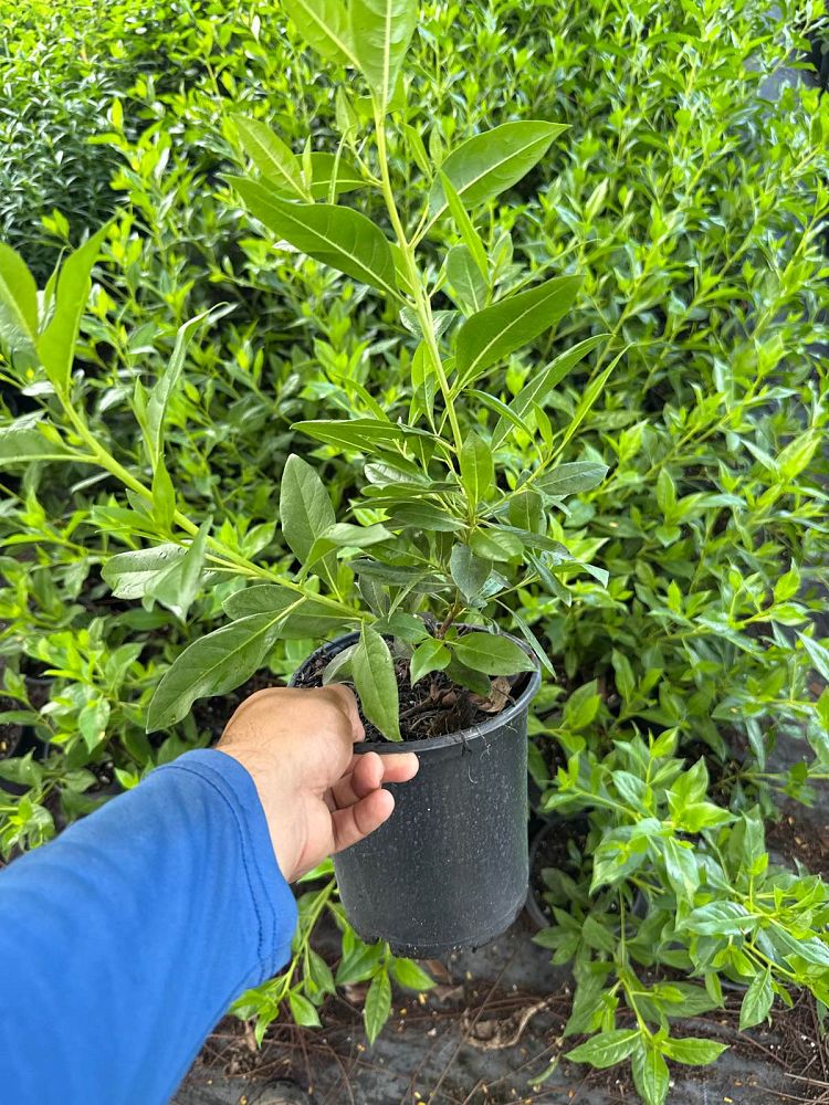 conocarpus-erectus-green-buttonwood