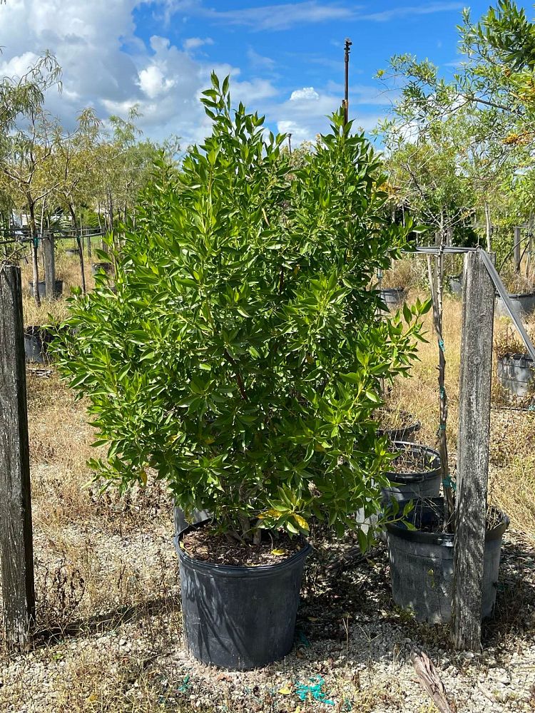 conocarpus-erectus-green-buttonwood