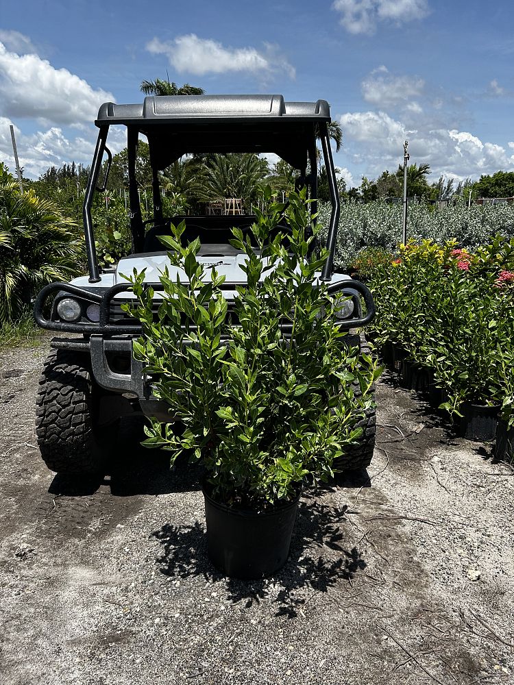 conocarpus-erectus-green-buttonwood