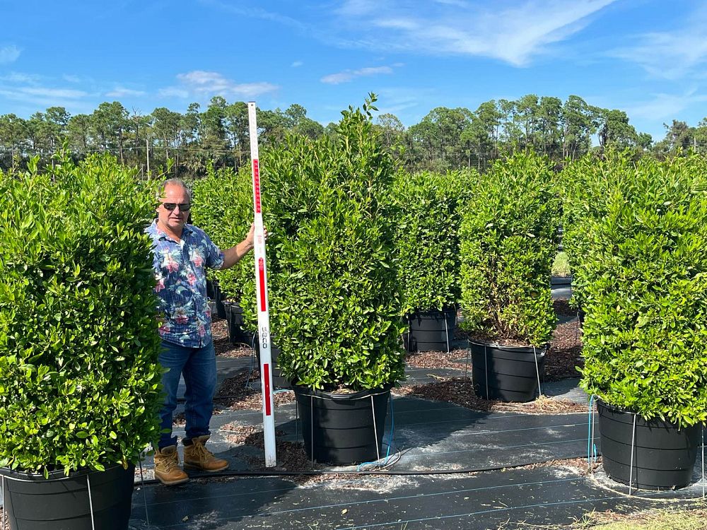 conocarpus-erectus-green-buttonwood