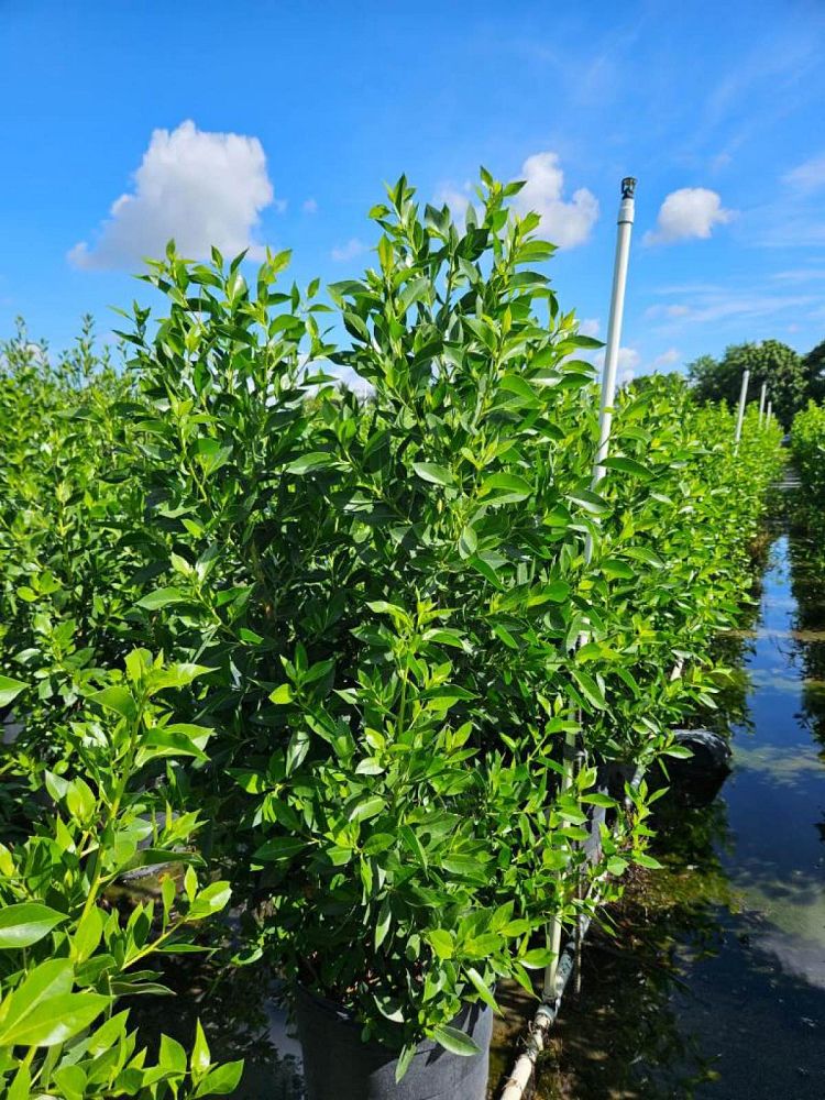 conocarpus-erectus-green-buttonwood