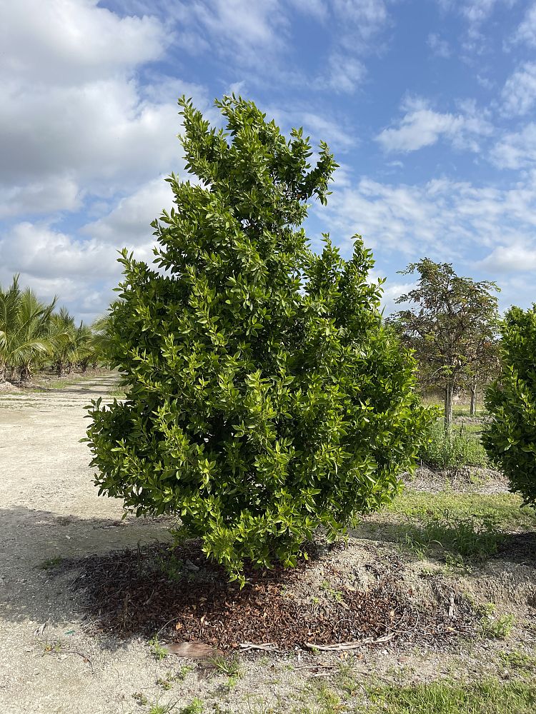 conocarpus-erectus-green-buttonwood