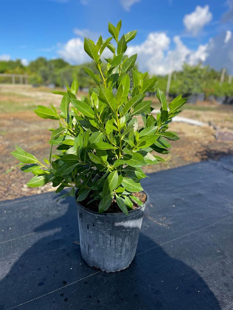 conocarpus-erectus-green-buttonwood