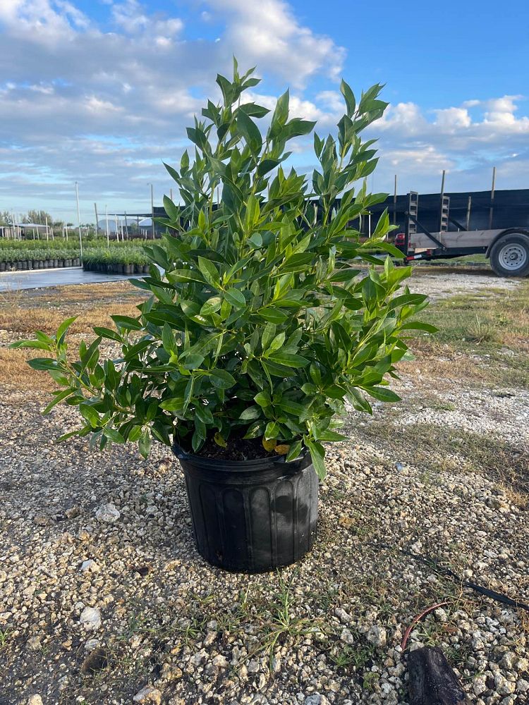 conocarpus-erectus-green-buttonwood