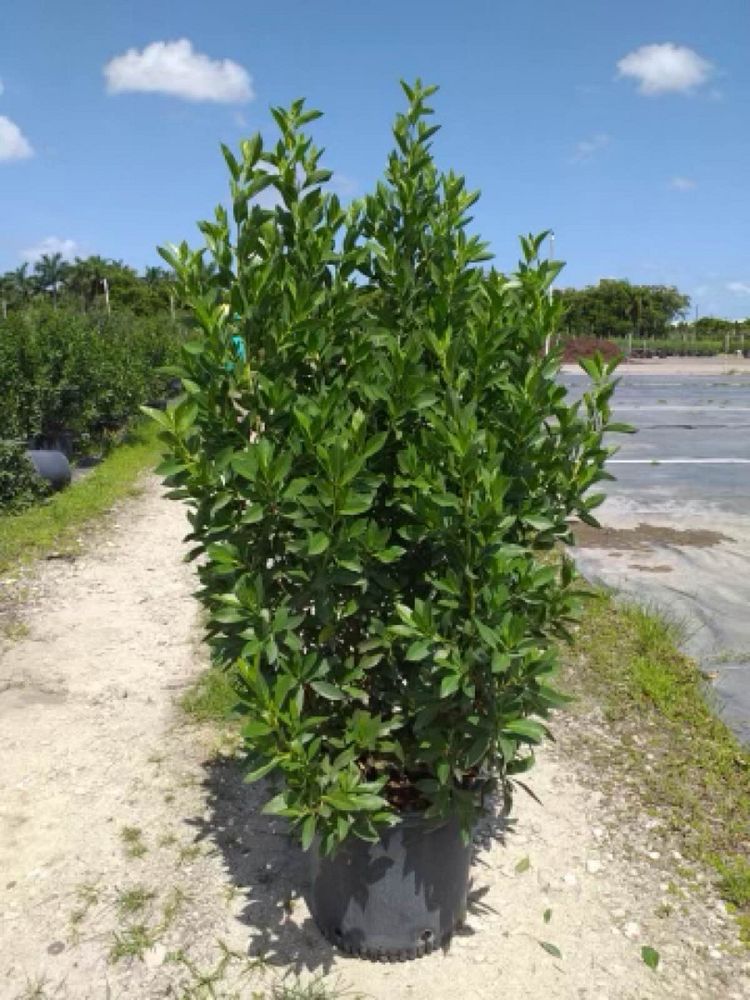 conocarpus-erectus-green-buttonwood
