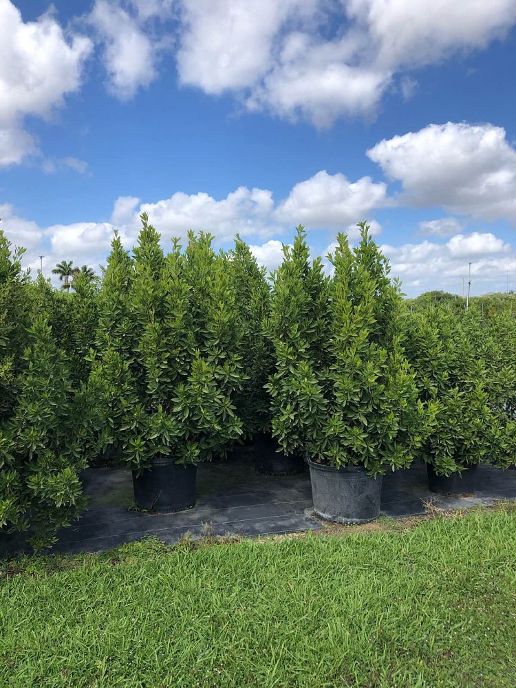 conocarpus-erectus-green-buttonwood