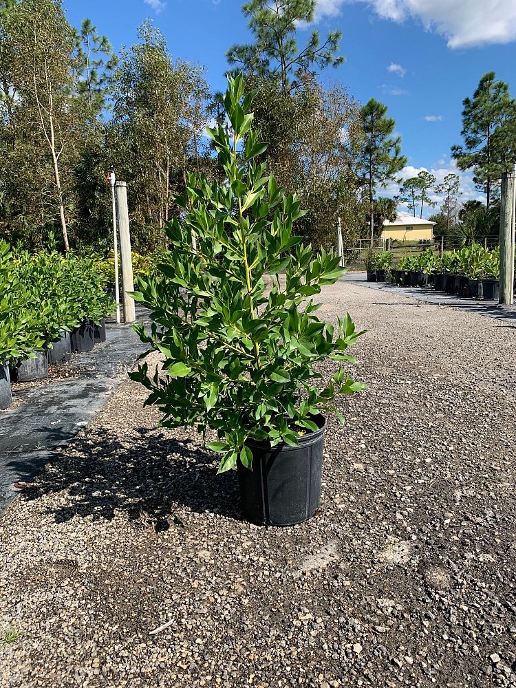 conocarpus-erectus-green-buttonwood