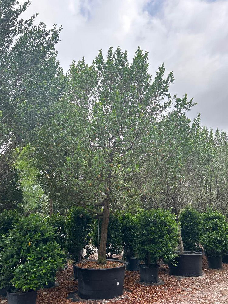 conocarpus-erectus-green-buttonwood