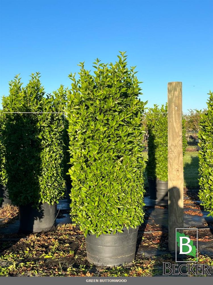 conocarpus-erectus-green-buttonwood