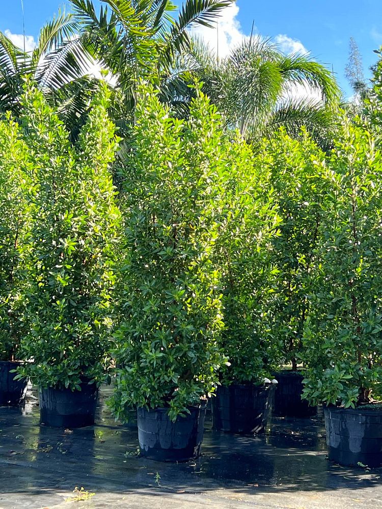 conocarpus-erectus-green-buttonwood