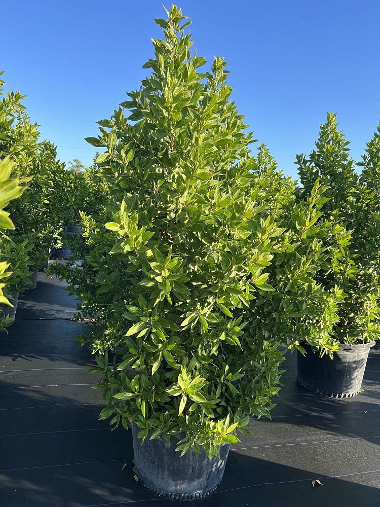 conocarpus-erectus-green-buttonwood