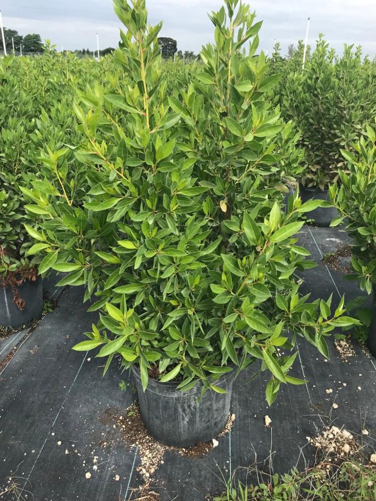 conocarpus-erectus-green-buttonwood