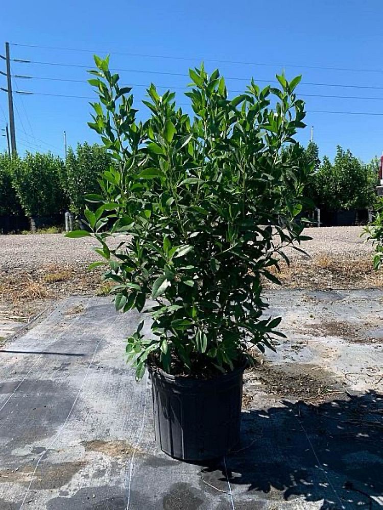 conocarpus-erectus-green-buttonwood