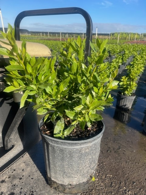 conocarpus-erectus-green-buttonwood