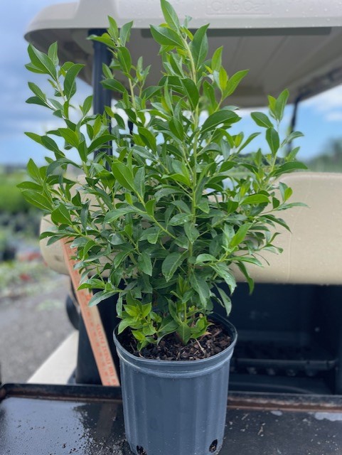 conocarpus-erectus-green-buttonwood