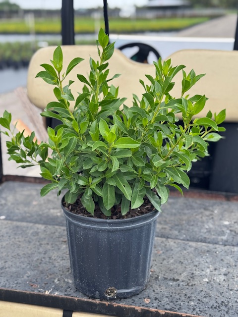 conocarpus-erectus-green-buttonwood