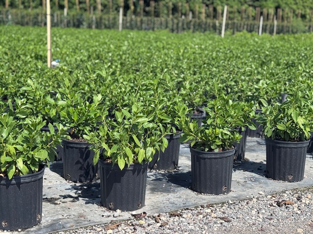conocarpus-erectus-green-buttonwood