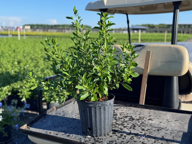 conocarpus-erectus-green-buttonwood