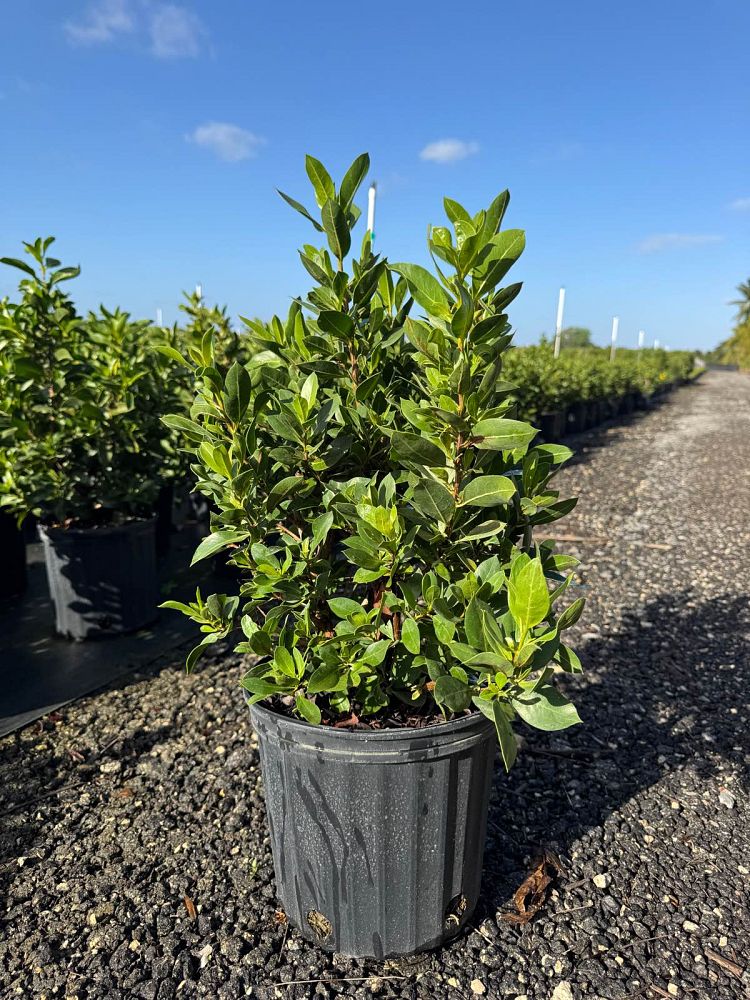 conocarpus-erectus-green-buttonwood