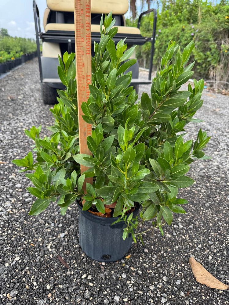 conocarpus-erectus-green-buttonwood