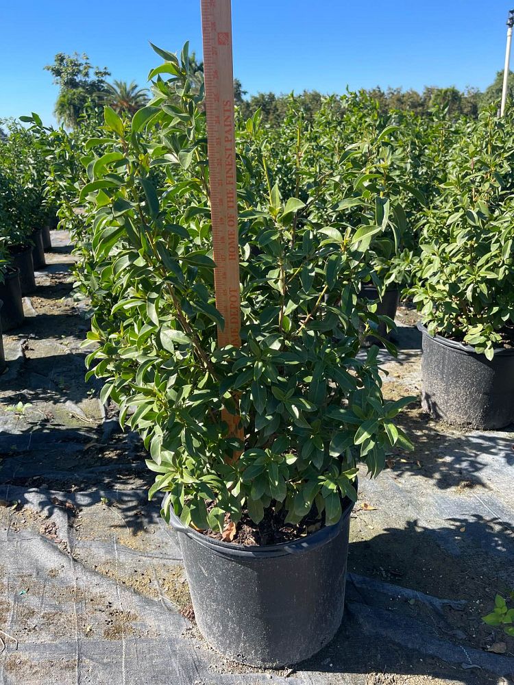 conocarpus-erectus-green-buttonwood