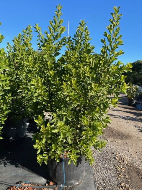 conocarpus-erectus-green-buttonwood