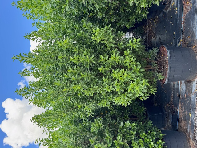 conocarpus-erectus-green-buttonwood